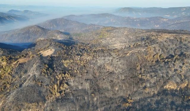 Bolu’da ormanlar küllerinden doğacak: 5 milyondan fazla fidan toprakla buluşacak