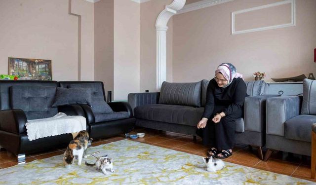 Cami avlusuna sığınan anne kedinin yavruları sahiplendirilecek