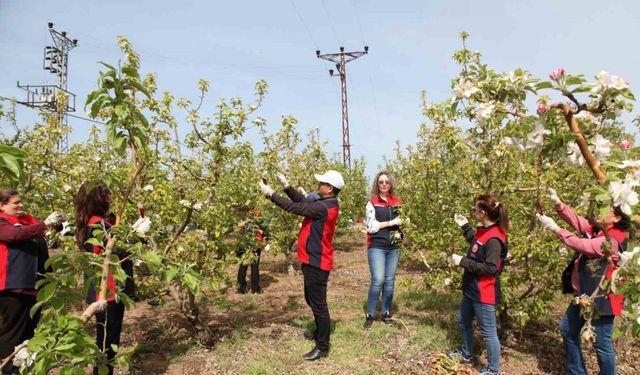 Çanakkale’de Elma İç Kurduna Karşı Biyoteknik Mücadele Yaygınlaşıyor
