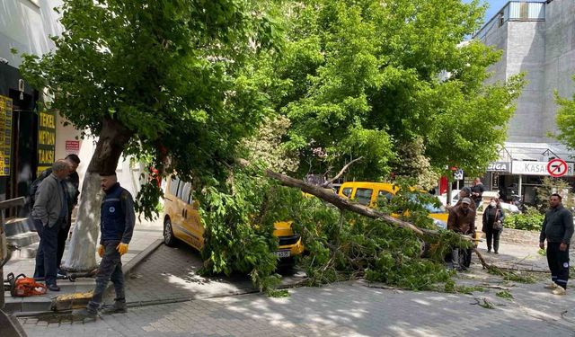 Çanakkale’de fırtınada kırılan ağaç dalı araçların üzerine devrildi
