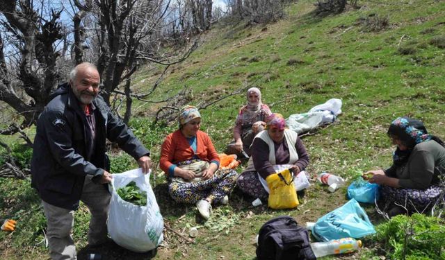 Dağlarda doğal olarak yetişen pancarlar yüzlerce aileye geçim kaynağı oluyor