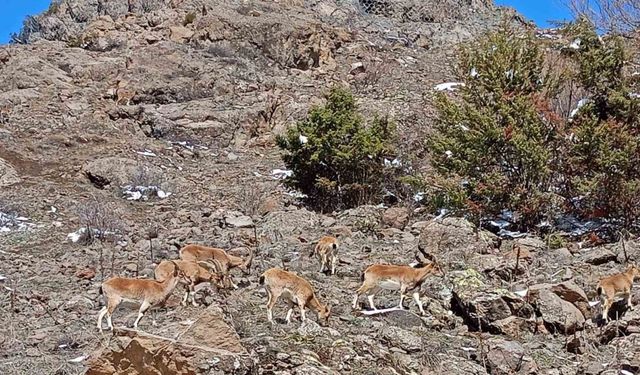 Dağların süsü dağ keçileri sürü halinde Bayburt’ta görüldü