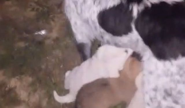 Dereye düşen yavru köpek itfaiye ekiplerince kurtarıldı