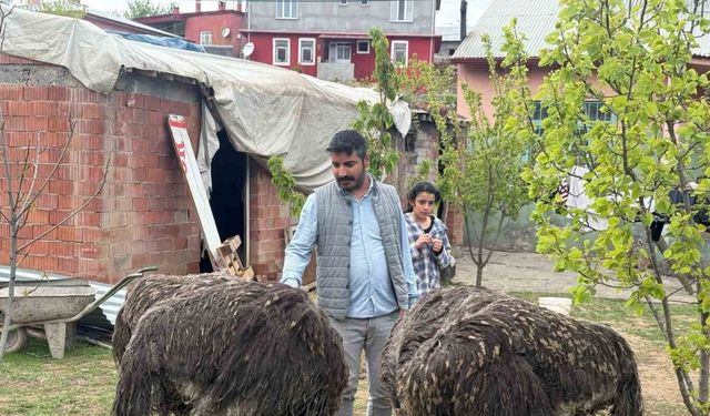 Deve kuşları Tuzluca’nın yeni maskotları oldu