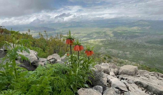 Diyarbakır’da ’ters lale’ fotoğraflandı