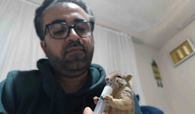 Doğa gezisinde bulduğu yavru sincabı sahiplendi