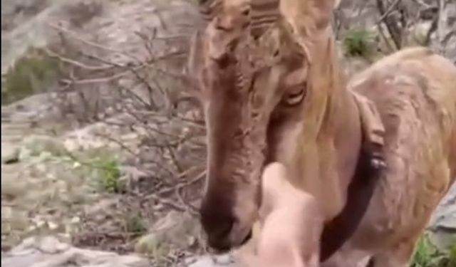 Doğaya salınan yaban keçisiyle vatandaşın sıcak diyaloğu yürekleri ısıttı