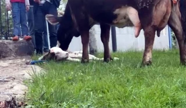 Doğum sancısı çeken ineği, belediye ekipleri doğurttu