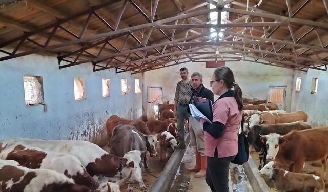 Elazığ’da aşılama ve küpeleme çalışması sürüyor