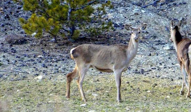 Erzincan’da iki kızıl geyik havadan görüntülendi