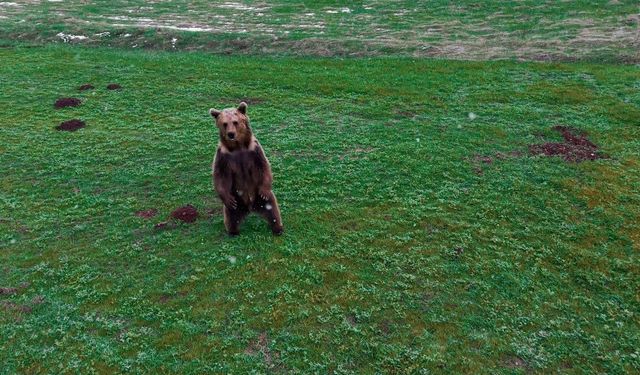 Erzincan’da kış uykusundan uyanan ayı havadan görüntülendi