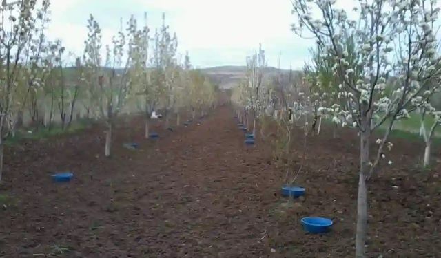 Erzincan’da meyve bahçelerinde baklazınnı mücadelesi