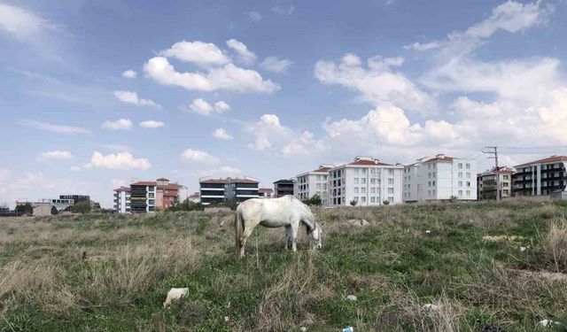 Eskişehir’de başıboş atlar