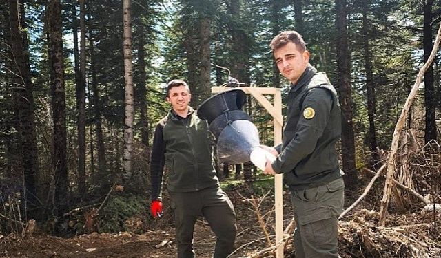 Göknar kabuk böceğiyle mücadele