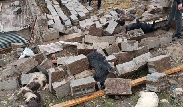 Hakkari’de ahır çöktü: 25 küçükbaş hayvan telef oldu
