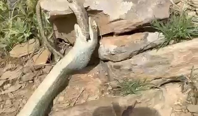 Hakkari’de bir yılan başka bir yılanı yerken görüntülendi