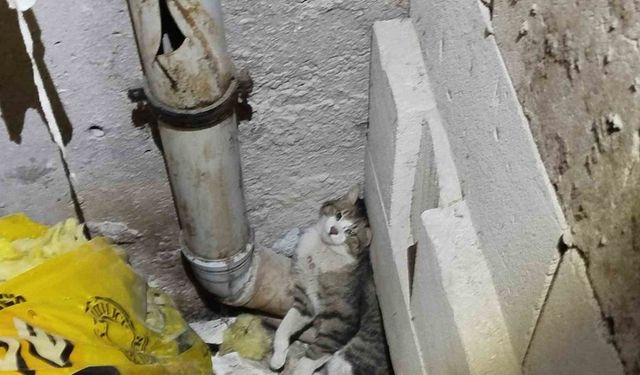 Havalandırma boşluğunda sıkışan kedi kurtarıldı