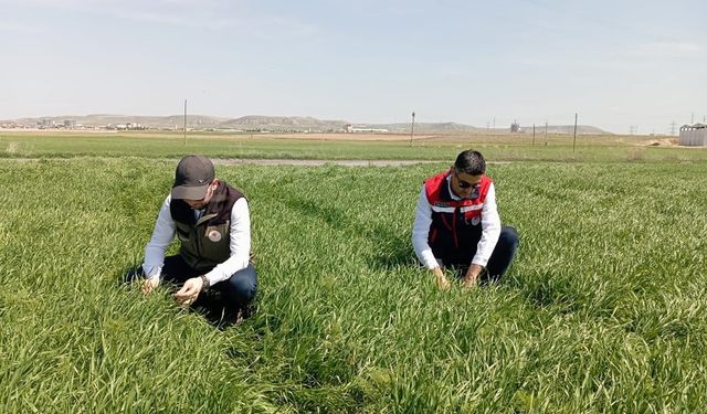 Hububat ekili alanlarda bitkisel hastalıklara karşı kontroller başladı