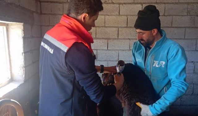 Iğdır’da kuzularda aşılama ve küpeleme işlemleri devam ediyor