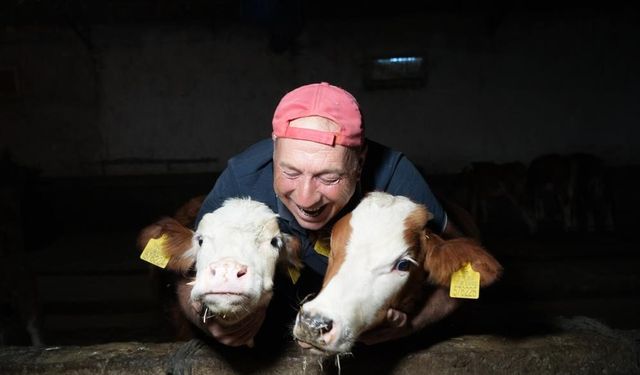 İkinci dönem buzağı destekleme başvuruları başladı