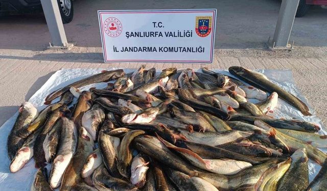 Jandarmadan kaçak avcıya 24 bin lira ceza