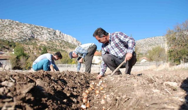 Kardelen soğanlarının doğadan sökümü yasaklandı