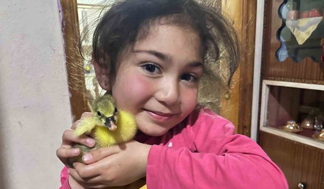 Kars’ta kazalar kuluçkaya yattı, yılın ilk yavruları çıktı