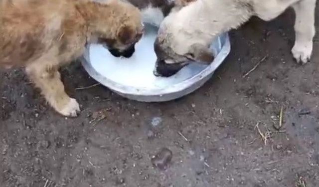 Kars’ta sımsıcak dostluk: Kedi ile köpek aynı kaptan süt içti