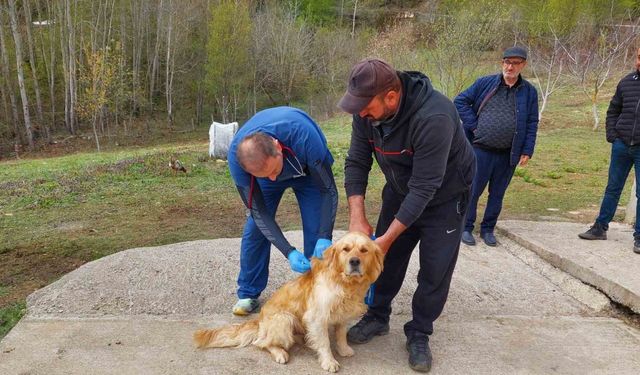 Kastamonu’daki sahipli köpekler mikroçiple kimliklendiriliyor