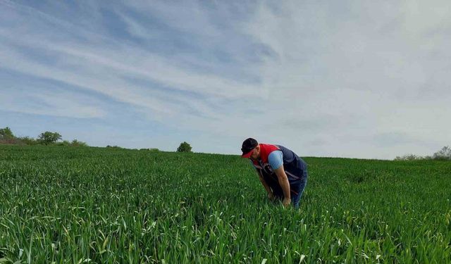 Keşan’da süne sürvey çalışmaları devam ediyor
