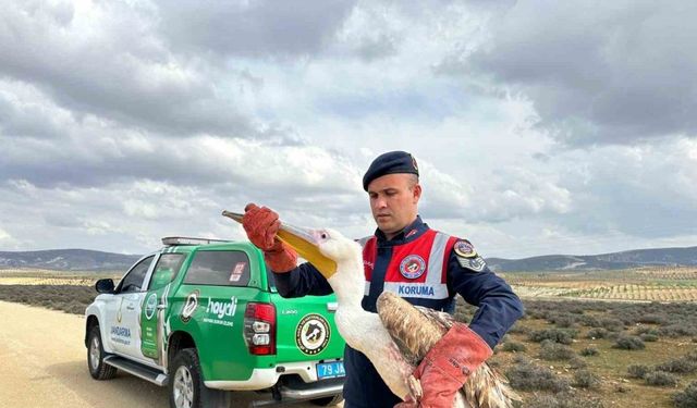 Kilis’te  yaralı pelikanın imdadına ekipler yetişti