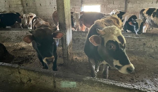 Kırklareli’nde 12 kaçak hayvan yakalandı