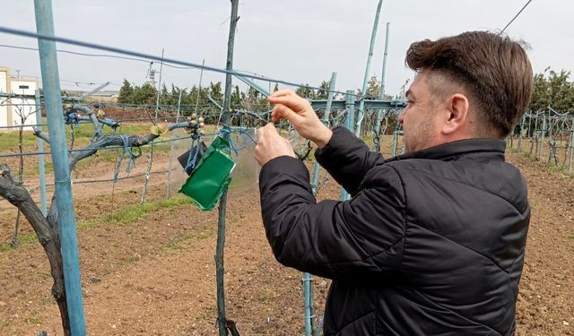 Kırklareli’nde kahverengi kokarca böceği zararlarına karşı önlem alındı