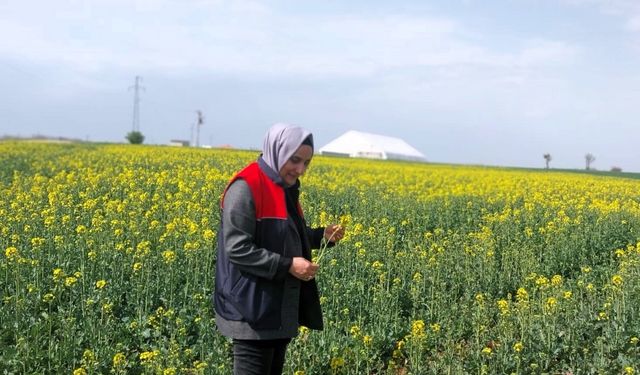 Kırklareli’nde kanola ve hububat tarlaları incelendi