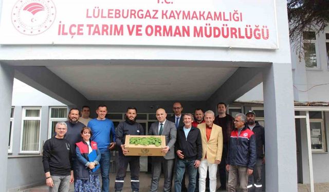 Kırklareli’nde üreticilere hıyar fidesi dağıtıldı