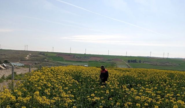 Kırklareli’nde zirai dona karşı hasar tespit başladı