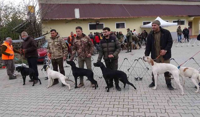 Köpekler en gözde özellikleriyle yarıştı