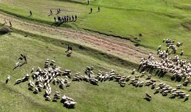 Kuzuların anneleriyle buluşması renkli görüntülere sahne oldu