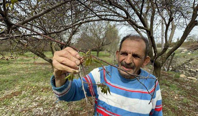Malatya’da zirai don meyve ağaçlarını vurdu