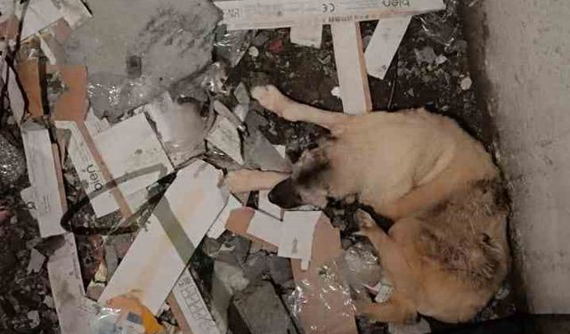 Mardin’de asansör boşluğuna düşen köpek kurtarıldı