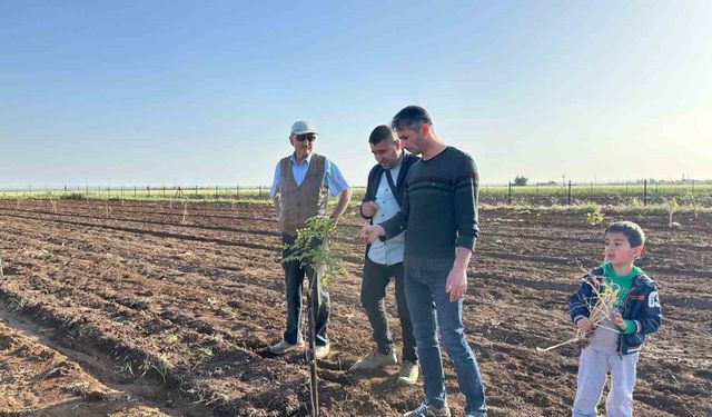 Mardin’de fıstık yetiştiriciliğine rağbet artıyor