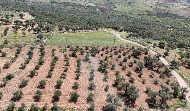 Mardin’de zeytin ağaçları için hayati müdahale
