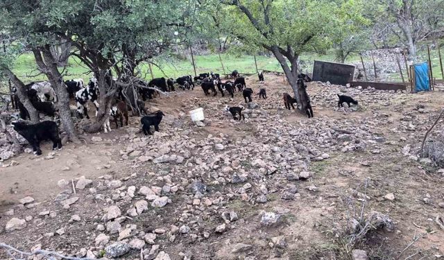 Mardinli besici, hayvanlarını barındırdıkları yerden tahliye etmek için belediyeden ek süre bekliyor