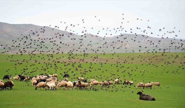 Muş Ovası’nda kuzu ve kuşların cıvıl cıvıl sesi görenlere huzur veriyor
