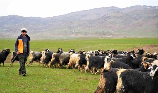 Muş’ta ilkbaharın gelmesiyle 1 milyon 250 bin hayvan meraya çıkarıldı