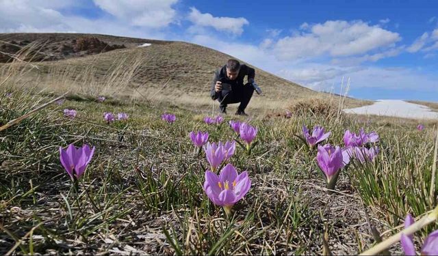 Nemrut Kalderası’nın mor çiğdemleri çiçek açtı