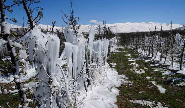 Niğde’de meyve bahçeleri zirai dondan etkilendi