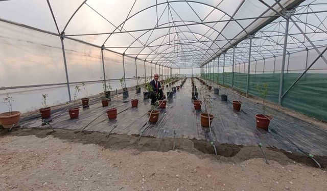 Niğde’de yaban mersini üretimi başladı