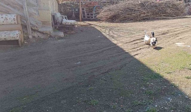 Ördekle kurduğu dostluk dikkat çekiyor