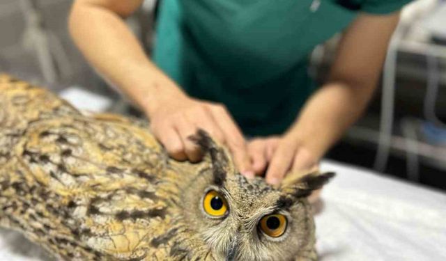 Osmaneli Belediyesi yaralı baykuşu tedavi altına aldı